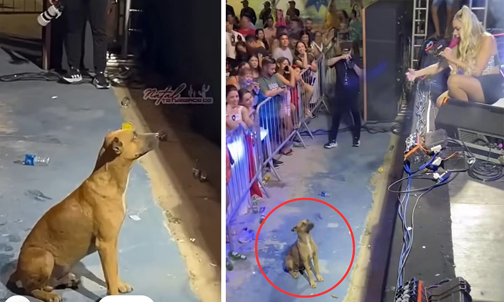 Gjesti fantastik i këngëtares, ndalon fishekzjarret që qeni të shijonte pa u frikësuar performancën e saj (VIDEO)
