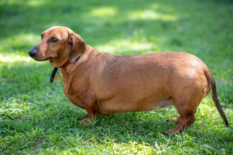 Në Angli një konkurs për të dobësuar 13 kafshë obeze