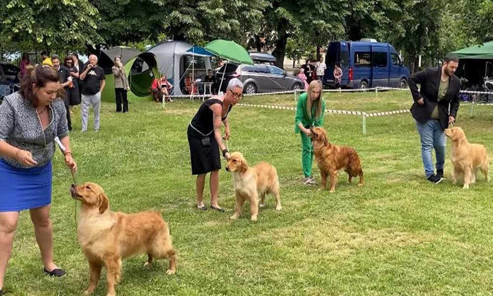 “Parada e qenve” në Pogradec, konkurojnë 300 kafshë nga vende të ndryshme