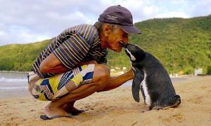 Pinguini që noton çdo vit 8000 kilometra për të takuar peshkatarin që i shpëtoi jetën!