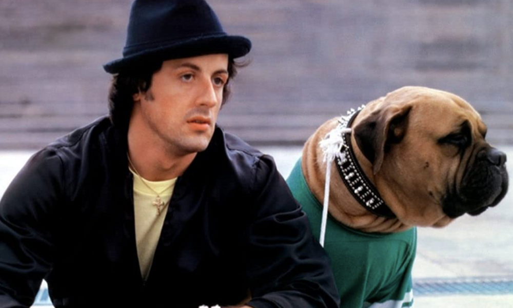 Qeni që shpëtoi Rocky Balboan: Historia e pabesueshme e aktorit Sylvester Stallone