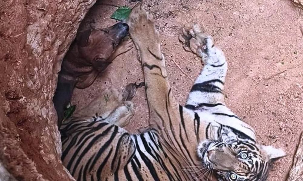 Tigri zgjedh të vdesë nga uria, se sa të lëndojë mikun e  tij