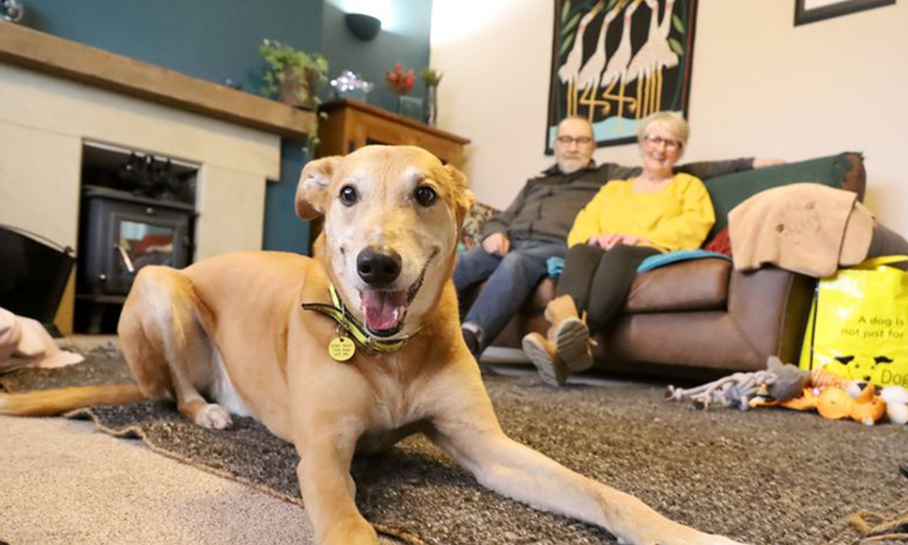 Italia ka më shumë kafshë shtëpiake se foshnja!