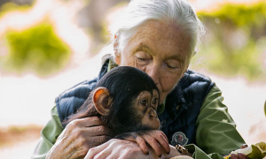 Në kujtim të heroinës së vërtetë të planetit, Jane Goodall