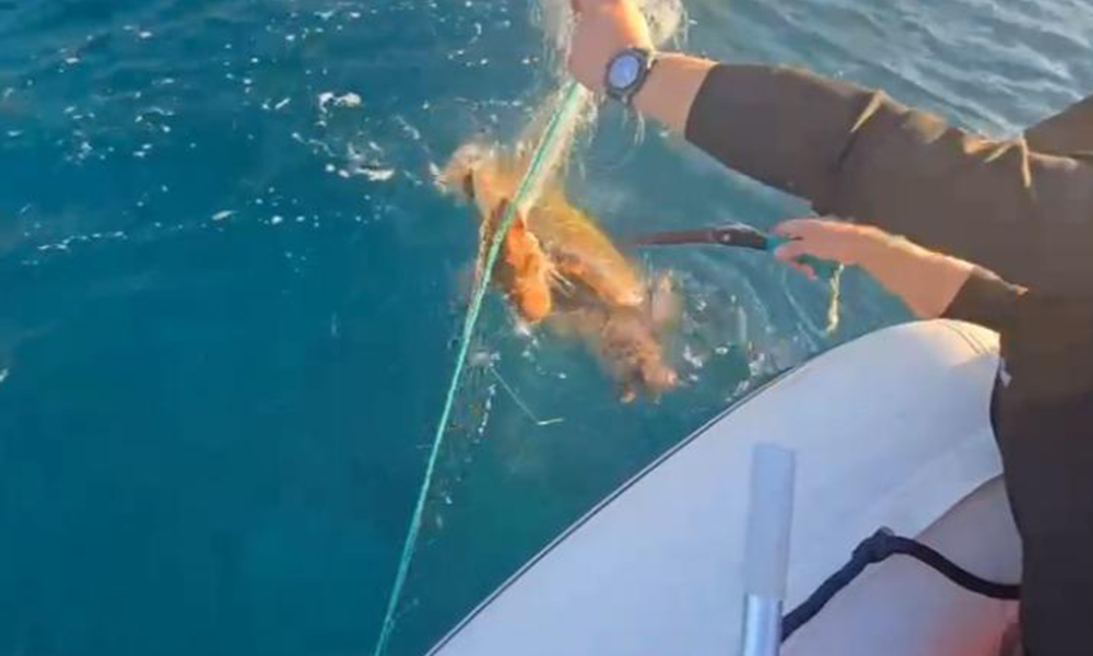 Shpëtohet breshka e detit në Palasë, kishte ngecur në rrjetat e peshkatarëve