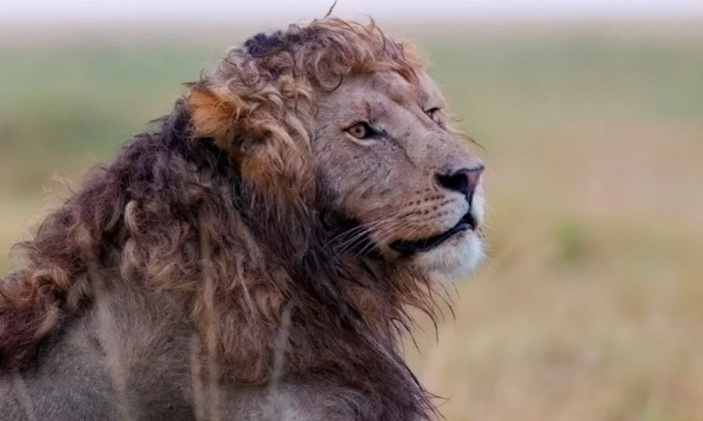 Një luan me kaçurrela, pamje të rralla të kapura nga fotografi i botës së egër