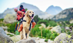 E keni pyetur veten ndonjëherë pse një qenush i panjohur ju shoqëron kur bëni ecje maleve?