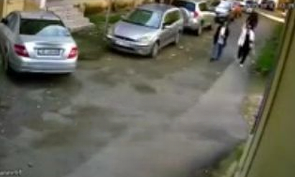 Skandal në Tiranë, si punonjëset e Bashkisë i përgatisin “kurthin” dhe vrasin qentë endacakë