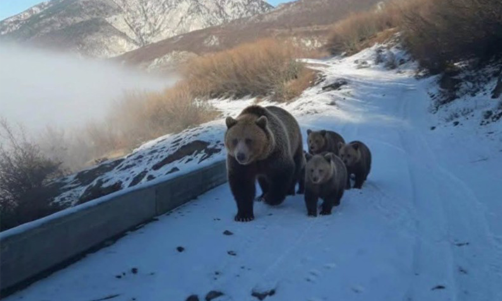 Mrekulli në Kukës, arusha fotografohet duke ecur bashkë me katër këlyshët e saj