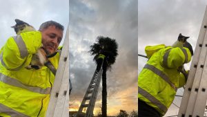 Zjarrfikësi hero në Berat shpëton macen e ngecur mbi pemë